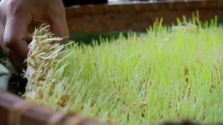 麦芽糖 ——分送给家人的甜蜜心意，是外婆留下的独门手艺【滇西小哥】