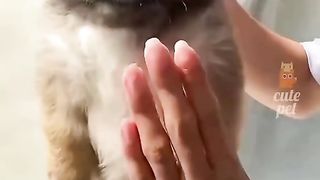 Funny animals
