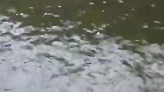 Enaknya budidaya lele dijadikan usaha sampingan, pulang kerja shift malam, pagi ngopi dikolam sambil ngasih makan lele