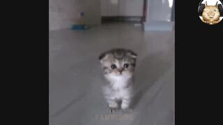 МИЛЫЕ КОТЯТА. CUTE KITTENS