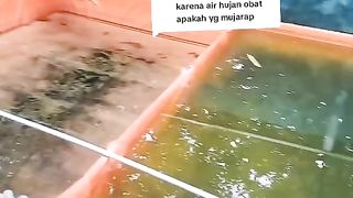 Langkah awal atasi masalah pada budidaya ikan lele terutama di kolam tanah