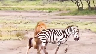 The zebra was tired of life already