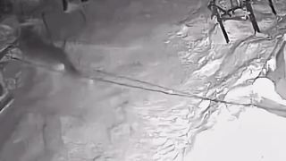 Two Wolves just killed a stand by dog