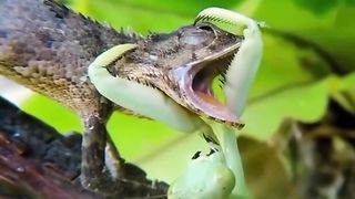 Imagine if preying mantis was a size of a lion..