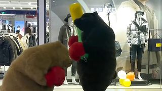 Funny Video