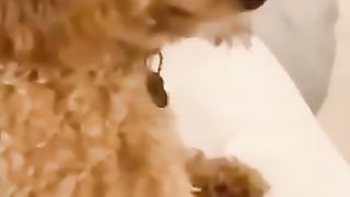 funny Animals