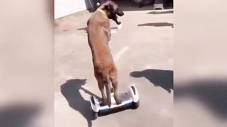 Try not to laugh challenge ????