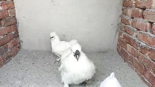 Fancy is silky