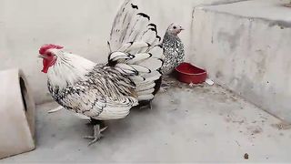 Silver subrite ll subrite silver ll silver