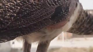 The bird of beauty
