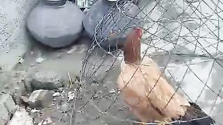 The black hen on the hay