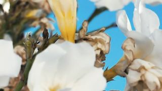 White flowers