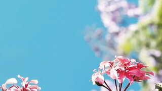 Small pink flowers
