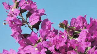 Flowers wave