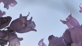 Purple flowers