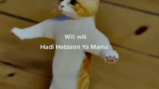 قط مجنون
