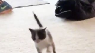 Funny cats$