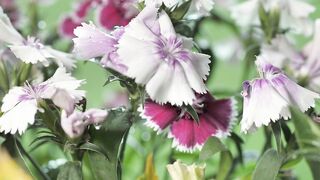Freshly watered lilac flowers