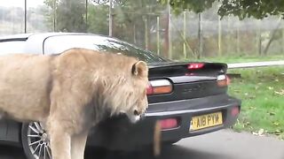 Tiger bite car