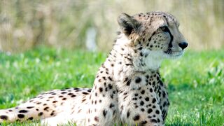 Cheetah hunting|Animal