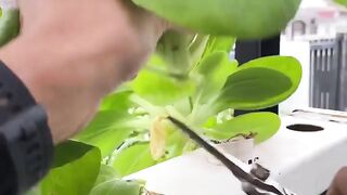 hydroponic plants