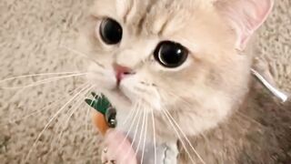 angry sweet cat | cat searching mom | animal lovers | cat amazing | pets