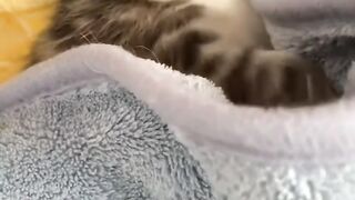 Cute White Cat Beautiful Video Cat Sleeps Mood OFF 2022