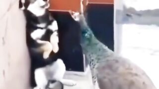 Funny animal video