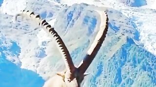 Markhor beautiful status