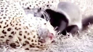 Loin attack