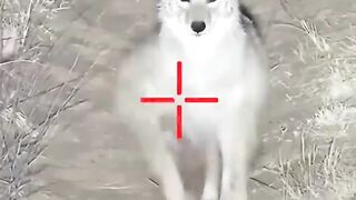 Wild animals hunting part 1