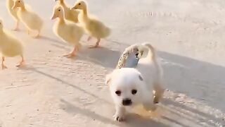cute ducks