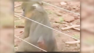 Electrical shocks will not be Merciful to any animals