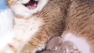 Very interesting Funny Cats Video Cats Funny.