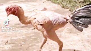 I love winter Funny video