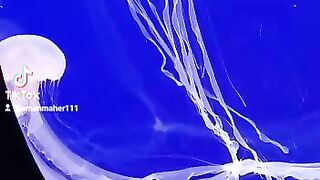 Rare Jellyfish