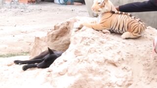 Trolling Dog With Fake Lion | Funny Dog
