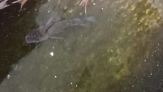 ikan koi
