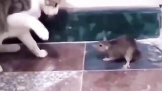 Funny cat Videos cat vs rat cat fight rat