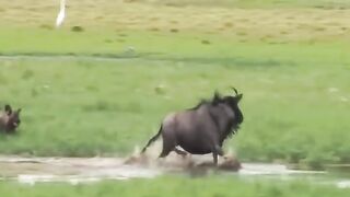 Anjing Terbuas di Afrika