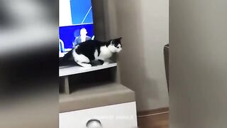Funny Cats and Dogs
