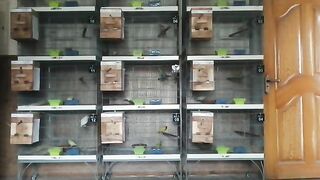 Lovebird Setup