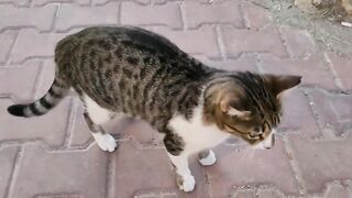 Funny cat