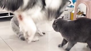 cats fighting funny voice over