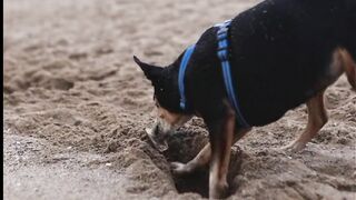 Dog video. Funny dog videos