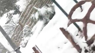 Havy snowfall