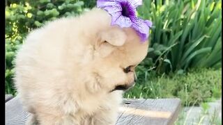 My dog video animal video animals funny video