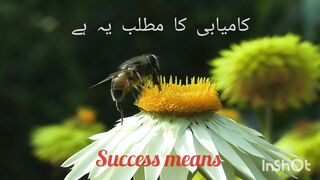 What is the meaning of success