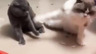 Funny cat
