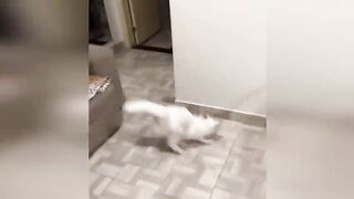 Funny cat and Dogs Complitaion of 2022